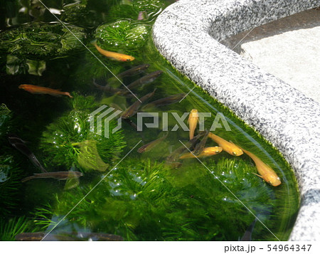 メダカ 54964347