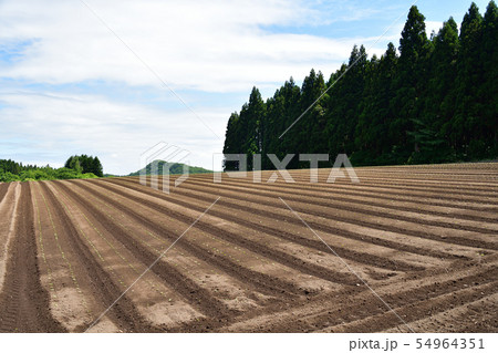 北海道乙部町で種まきを終えて芽が出たばかりの秋大根畑の夏の風景を撮影 54964351