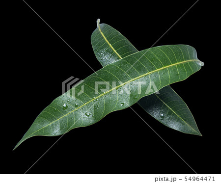 マンゴー マンゴ 木の葉 54964471