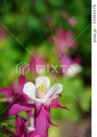 美しくも可憐なセイヨウオダマキ 54964478