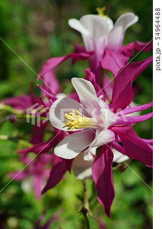 美しくも可憐なセイヨウオダマキ 54964488