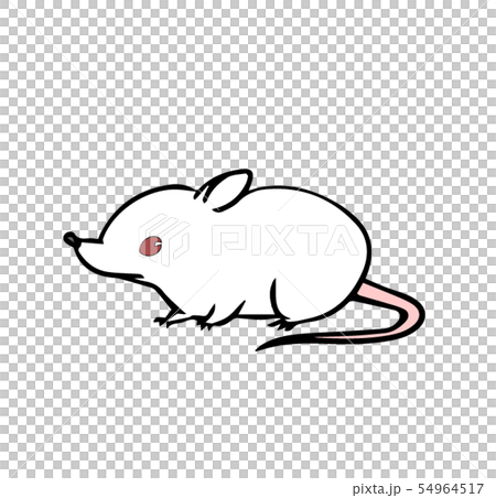 Mouse (Albino) Mouse (Albino) 54964517