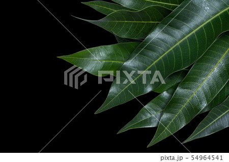 マンゴー マンゴ 木の葉 54964541