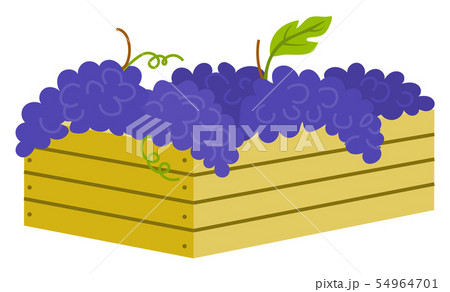 Wooden Container with Ripe Purple Grapes Isolated Wooden Container with Ripe Purple Grapes Isolated 54964701