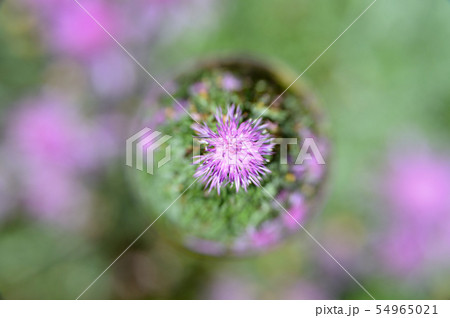 花玉（初夏） 54965021