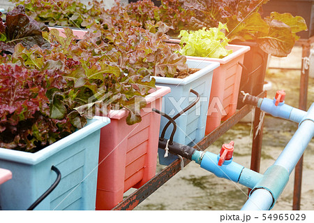 Green and red oak vegetable salad organic farm 54965029
