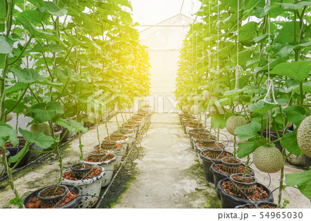 Melon or Cantaloupe fruits Japanese plant growing  54965030