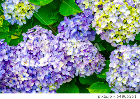 和風イメージ「紫陽花」 54965551