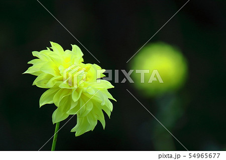 鮮やかな大輪 54965677