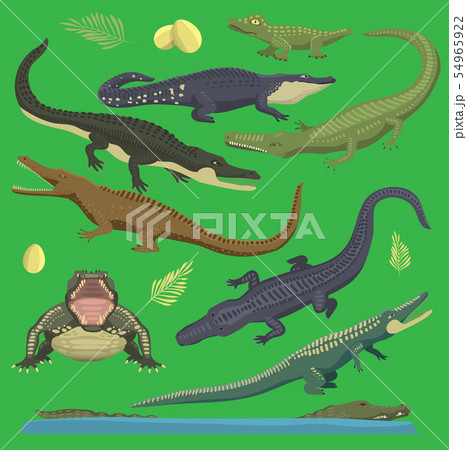 Crocodile alligator green reptile illustration of wild animals set collection cartoon style. Cartoon 54965922