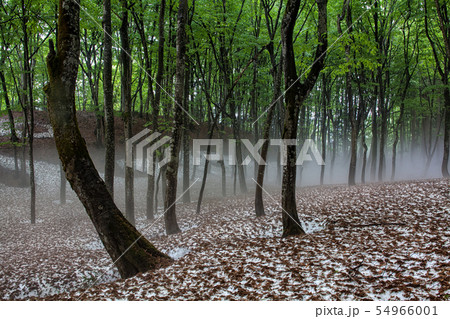 根開けの頃のブナ林 54966001