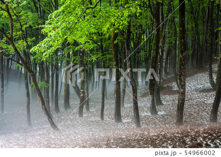 ブナ林に霧が漂う ブナ林に霧が漂う 54966002