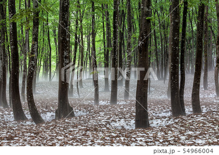 穏やかな午後のブナ林 穏やかな午後のブナ林 54966004