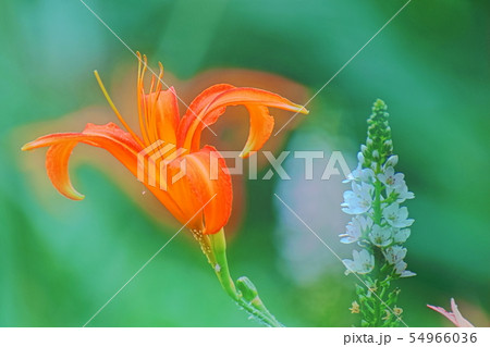 忘れ草 忘れ草 54966036