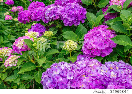 和風イメージ「紫陽花」 54966344