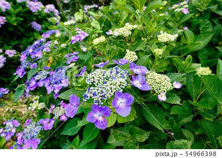 和風イメージ「紫陽花」 54966398