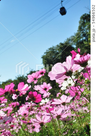 秋桜 秋桜 54966502