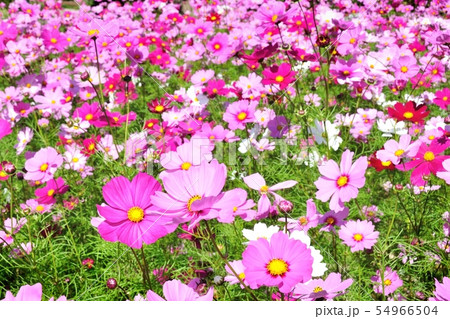 秋桜 54966504