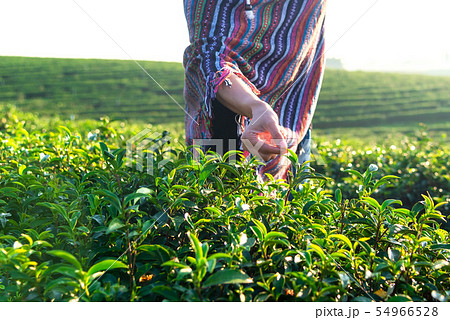 Close up hand worker farmer women were picking Close up hand worker farmer women were picking 54966528