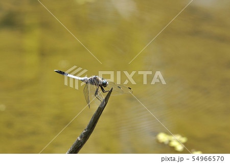シオカラトンボ　雄　 54966570