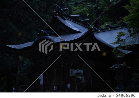 ヒメボタルの乱舞 54966596