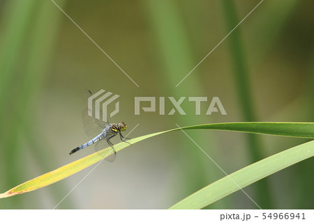 シオカラトンボ 54966941