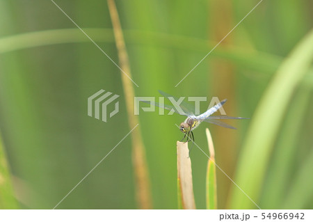 シオカラトンボ 54966942