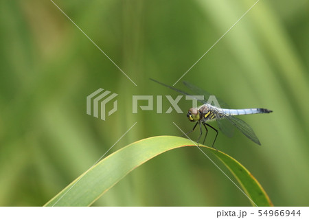 シオカラトンボ 54966944