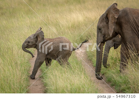Baby elephant crosses track followed by others 54967310