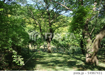 大和泉の森公園 大和泉の森公園 54967431