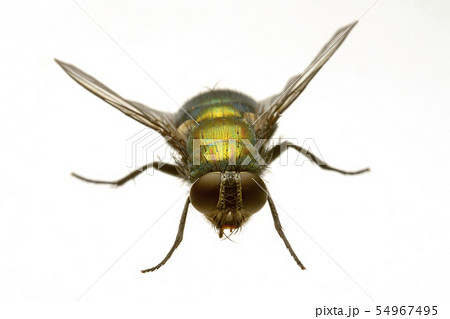 キンバエ 54967495