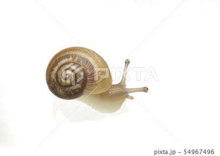 かたつむり かたつむり 54967496