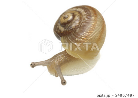 蝸牛 54967497