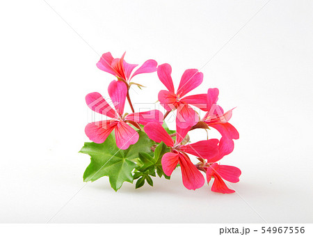 Geranium Pelargonium Flowers Isolated On White 54967556