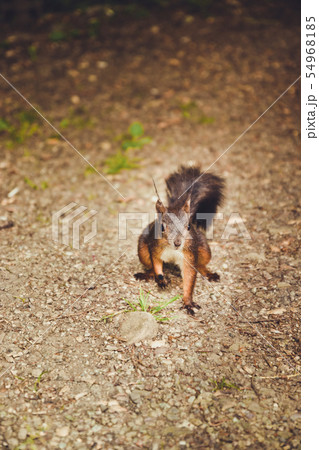 black squirrel in the autumn grass closeup 54968185