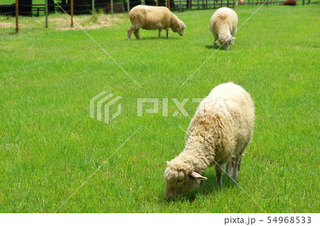 ヒツジ 54968533