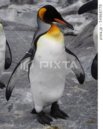 Asahiyama Zoo in Hokkaido Japan 54968779