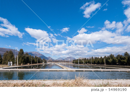 Fish breeding. Baths and protective nets. Trout 54969190