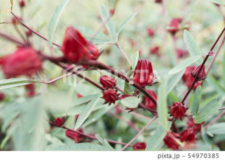 red roselle flowers 54970385