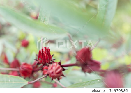 red roselle flowers red roselle flowers 54970386