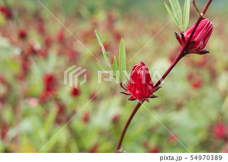 red roselle flowers 54970389
