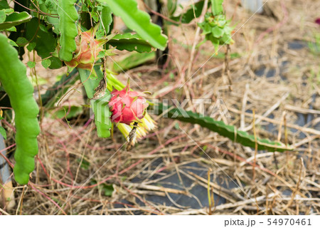 farm of pitaya with fruit and flower 54970461