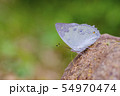 Butterfly Thailand 54970474
