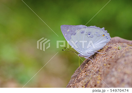 Butterfly Thailand Butterfly Thailand 54970474