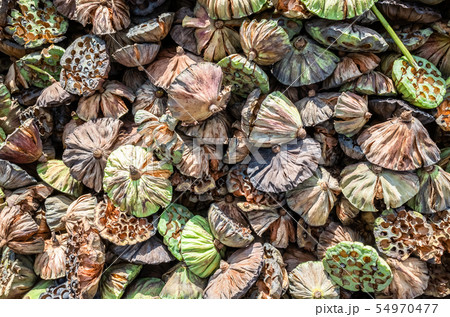 dry seed pod of lotus dry seed pod of lotus 54970477