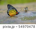 Butterfly 54970478