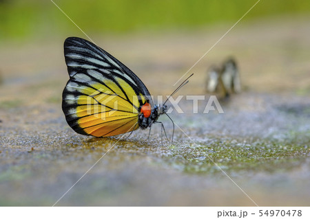 Butterfly Butterfly 54970478