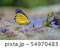 Butterfly thailand 54970483