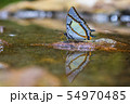 Butterfly thailand 54970485