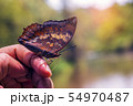 Butterfly Thailand 54970487